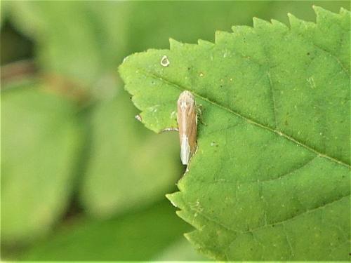 Typhlocybinae